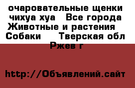 очаровательные щенки чихуа-хуа - Все города Животные и растения » Собаки   . Тверская обл.,Ржев г.